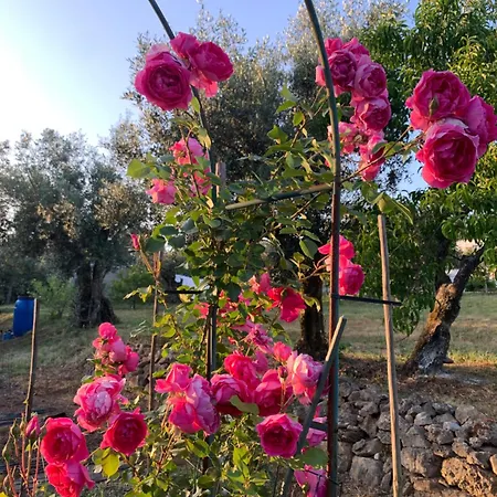 Quinta Amoras - Au Coeur Des Oliviers *