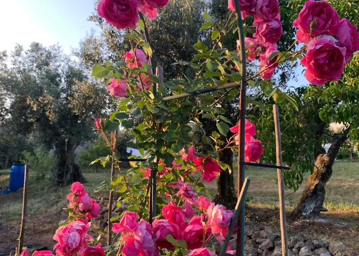 Quinta Amoras - Au Coeur Des Oliviers *